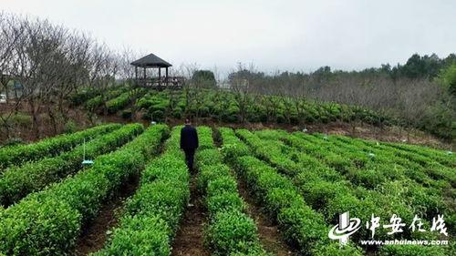 非遺茶記 一葉乾坤① 武衛(wèi)權(quán) 守正創(chuàng)新 留住非遺茶香